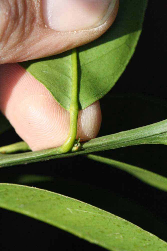              Petiole (Riverside, CA)       